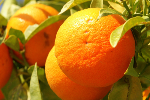 Recubrimientos comestibles para la conservación de naranjas